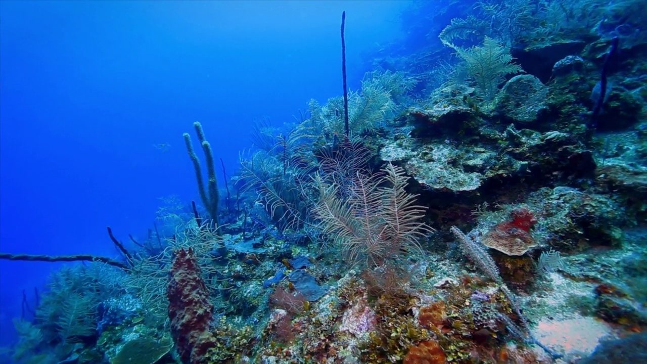 Roatan TR珊瑚礁中的戈尔戈尔人视频下载