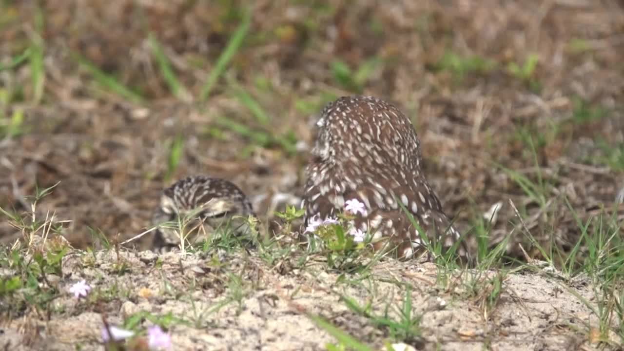 穴居猫头鹰视频素材