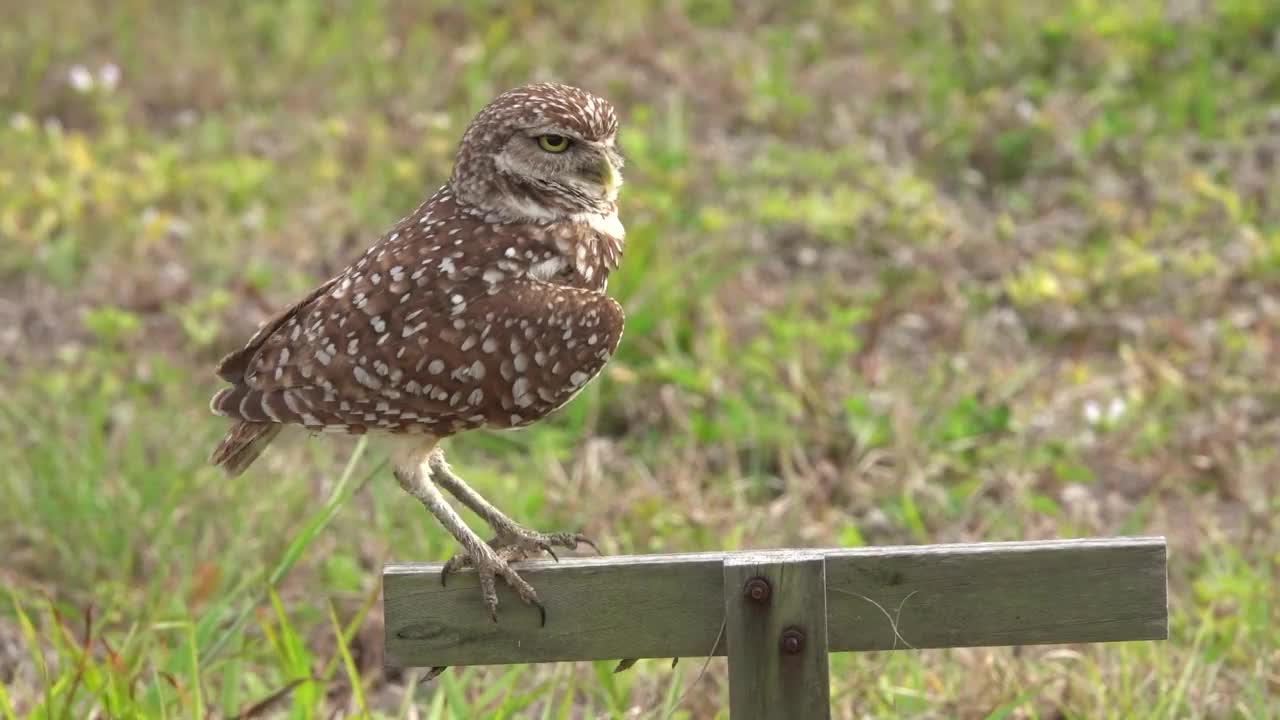 穴居猫头鹰打哈欠视频素材