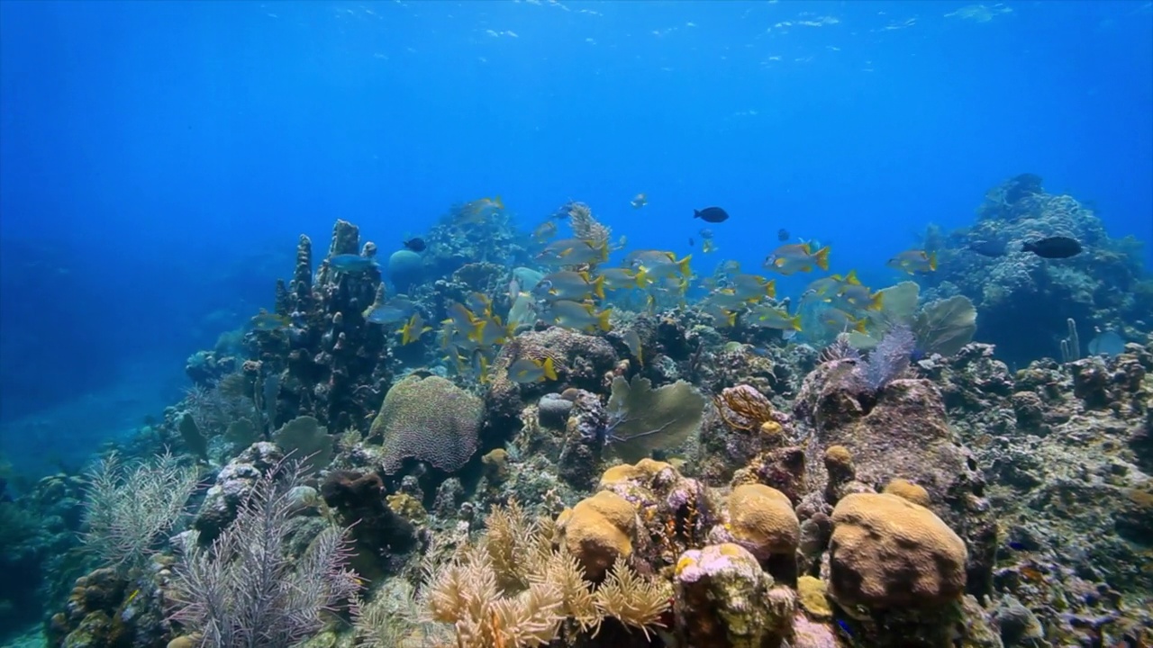 Roatan TR-4的珊瑚礁视频素材