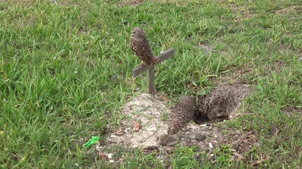 穴居猫头鹰和穴居视频素材