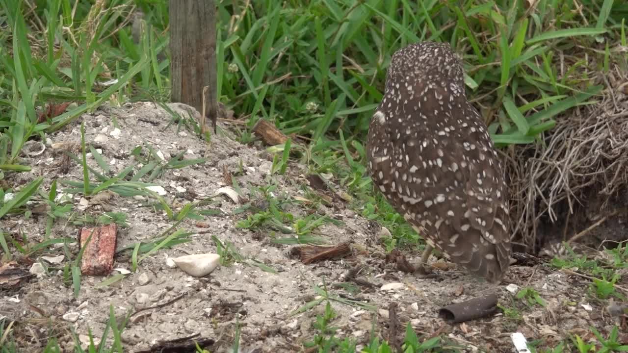 穴居猫头鹰视频素材