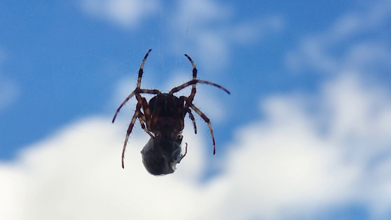 蜘蛛在蓝天上吃被困在网中的黄蜂。视频素材