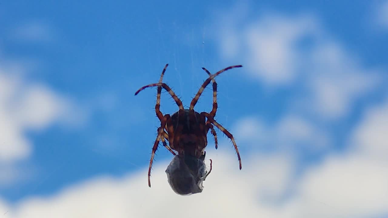 蜘蛛在蓝天上吃被困在网中的黄蜂。视频素材