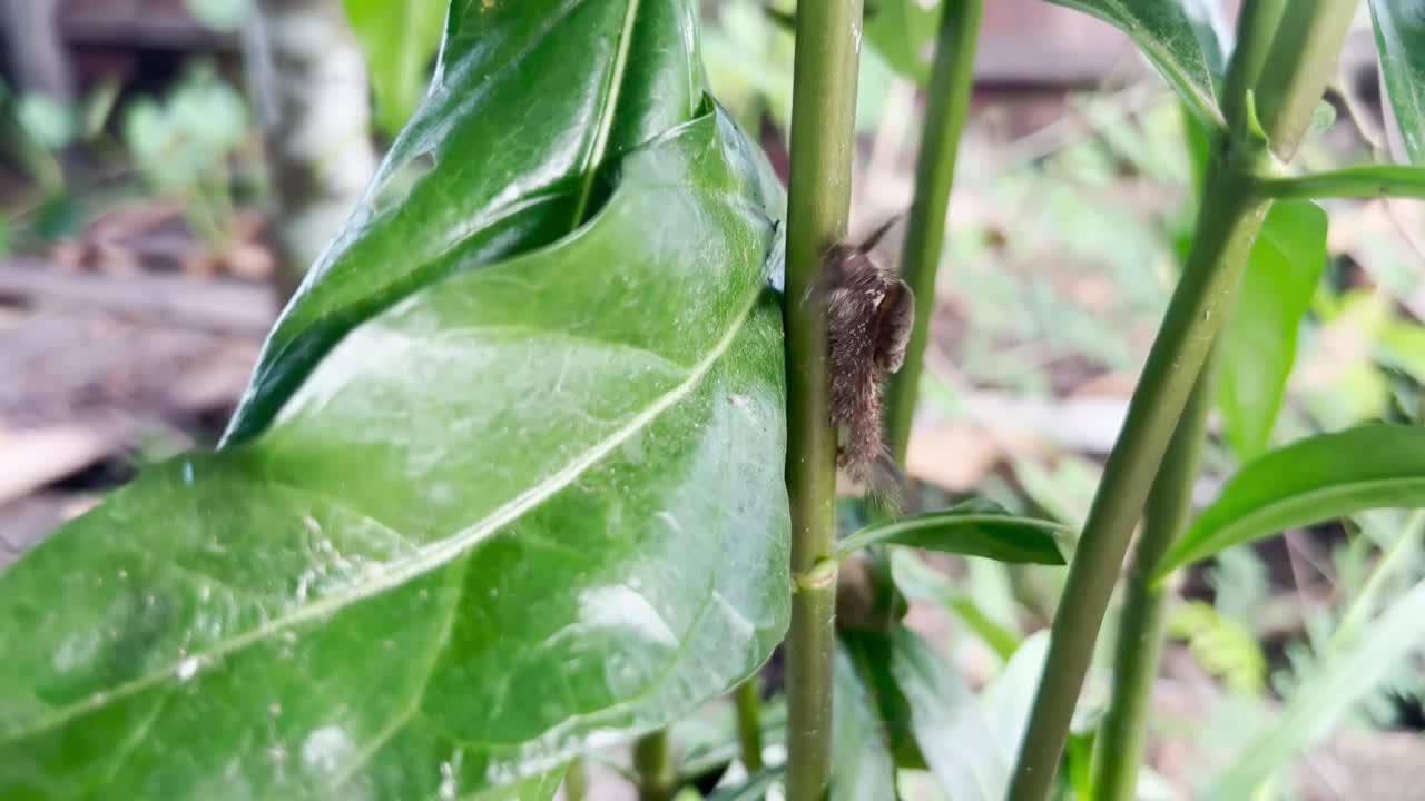 一只黑色的毛虫在树叶上行走，视频素材