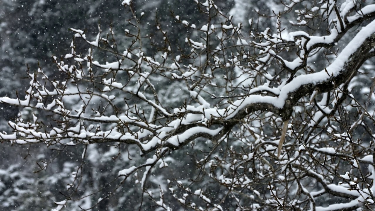 林地树的树枝在飘落的雪视频素材