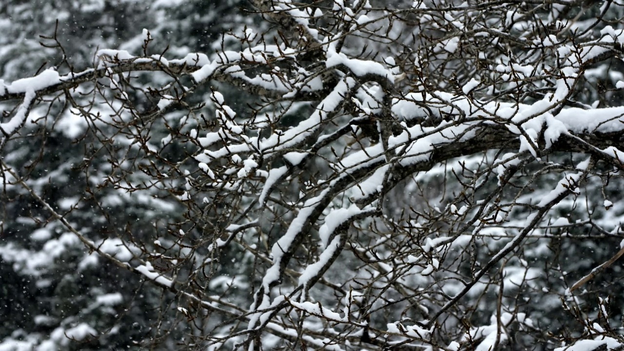 林地树的树枝在飘落的雪视频素材