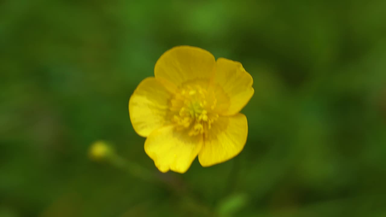 黄色的花视频素材