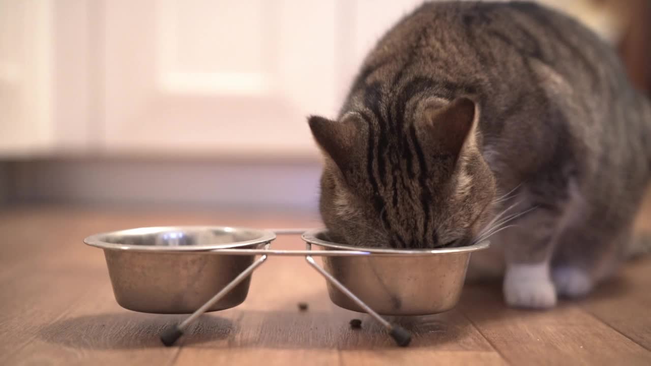 一只漂亮的猫在一个金属碗里吃东西的慢镜头。可爱的宠物。猫吃湿的食物，用舌头舔嘴部。高质量全高清镜头视频素材