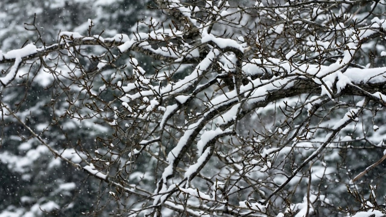 林地树的树枝在飘落的雪视频素材