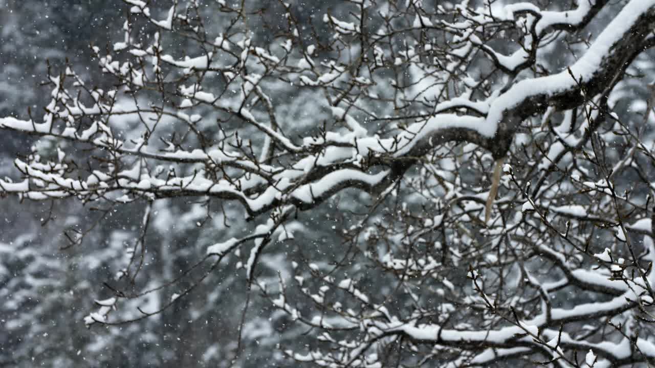 林地树的树枝在飘落的雪视频素材