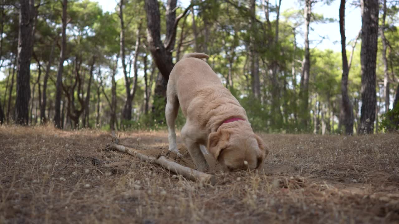 慢镜头:金毛猎犬正在森林里的草地上挖洞视频素材