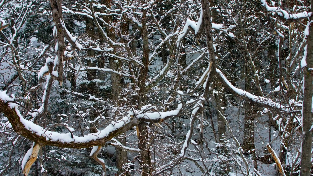 林地树的树枝在飘落的雪视频素材