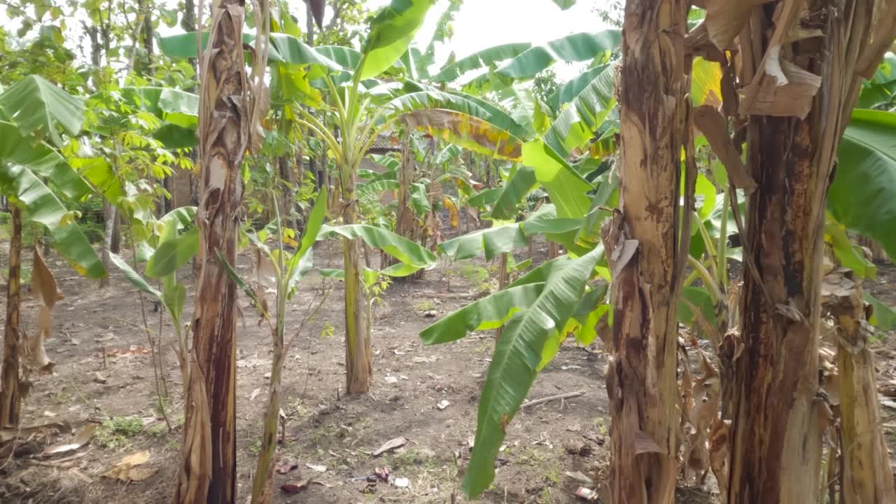 农村地区的香蕉种植园，由于强风，树叶会摇摆视频素材