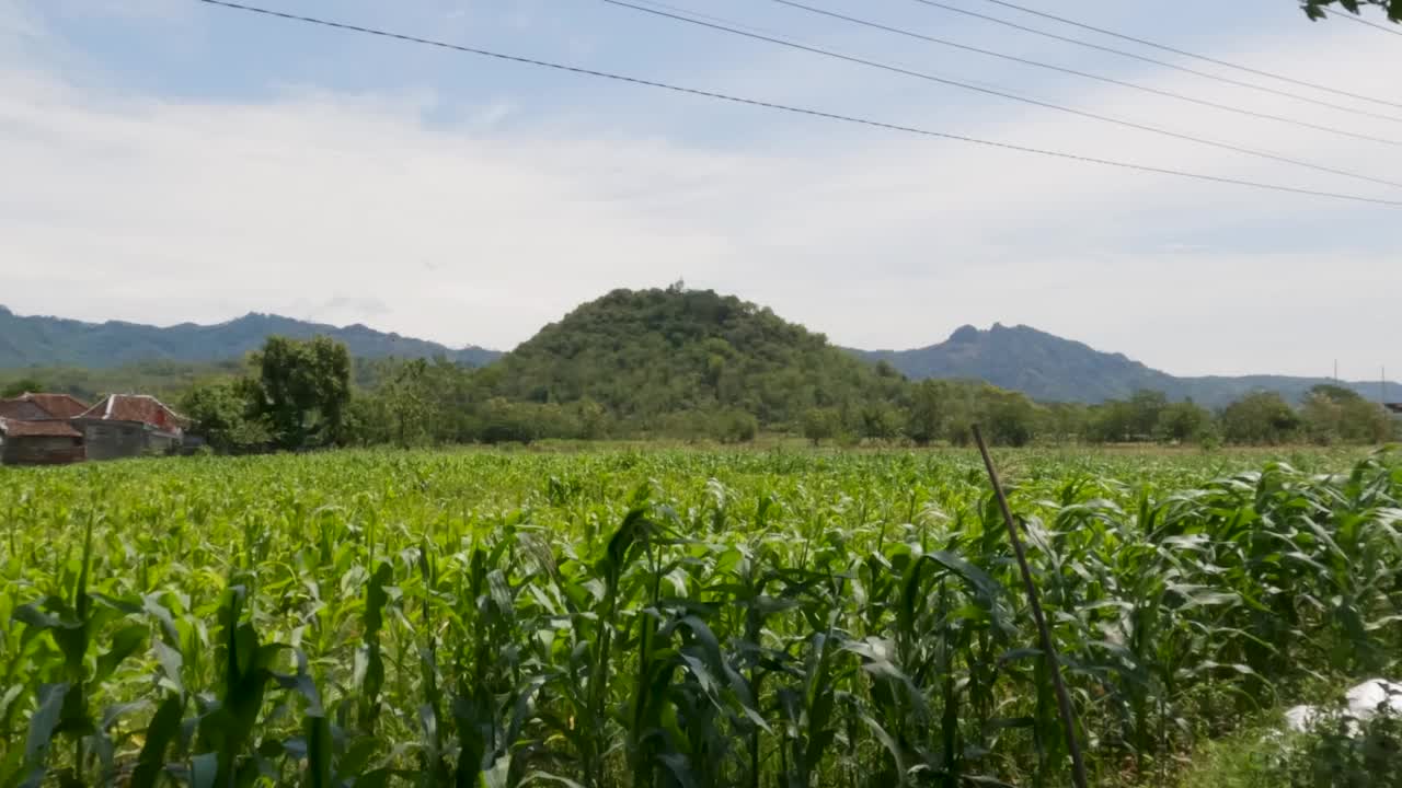 一地玉米幼苗的叶子在白天因为风而剧烈地摆动，远处有山和山的背景视频素材