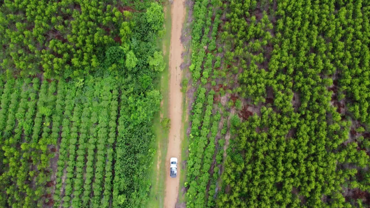 鸟瞰图，一条土路穿过乡村桉树种植园美丽的绿地。泰国桉树林俯视图。自然景观背景。视频素材