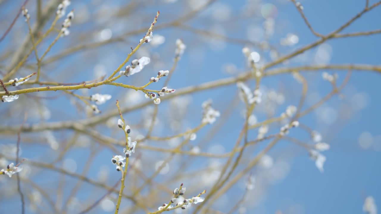 春天，柳树被冰雪覆盖。盛开的小猫柳树灌木。背景是蓝天。散景。视频素材