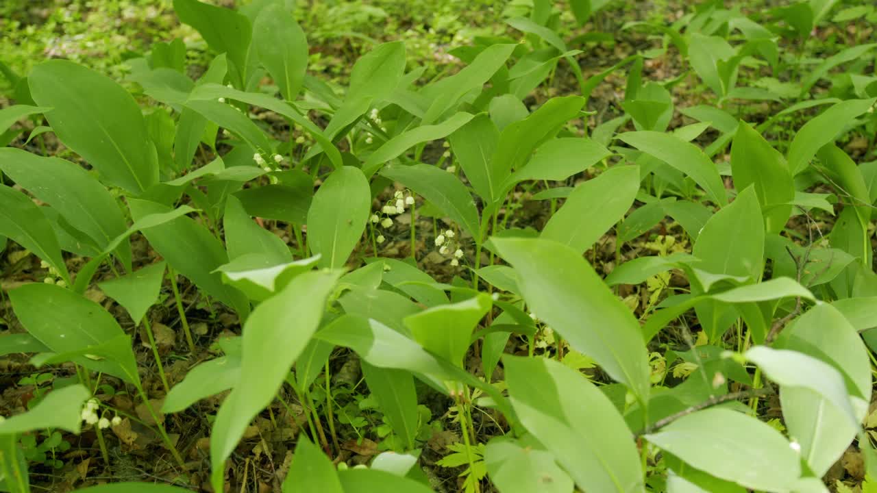 美丽的春天的花朵。五月铃花，五月百合花，铃兰花，麝香花。缓慢的运动。视频素材