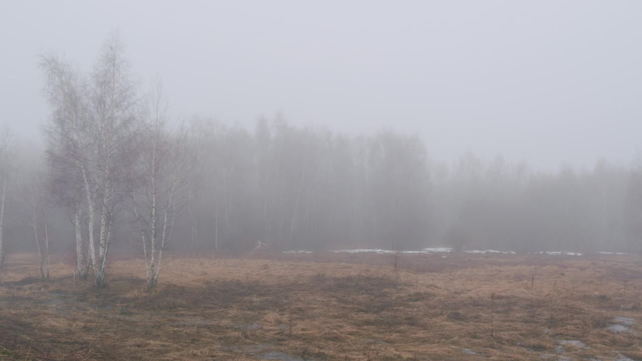 在森林边缘，春天雾蒙蒙的早晨。干燥的草坑尚未融化的雪。视频素材