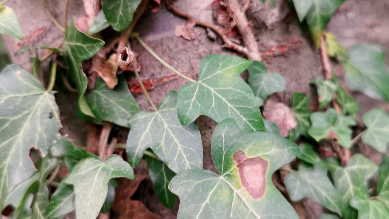 树干上有绿叶的爬行植物视频素材