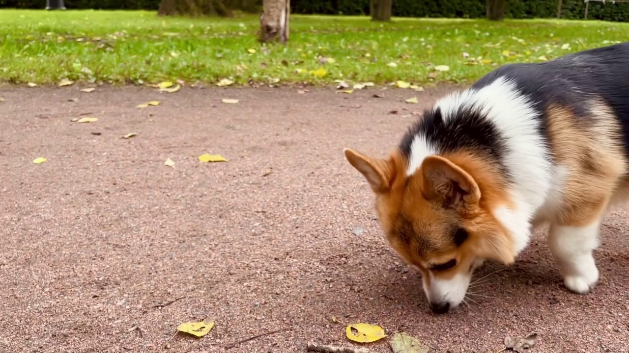 柯基犬在秋天的公园里散步，嗅着泥土和树叶视频素材