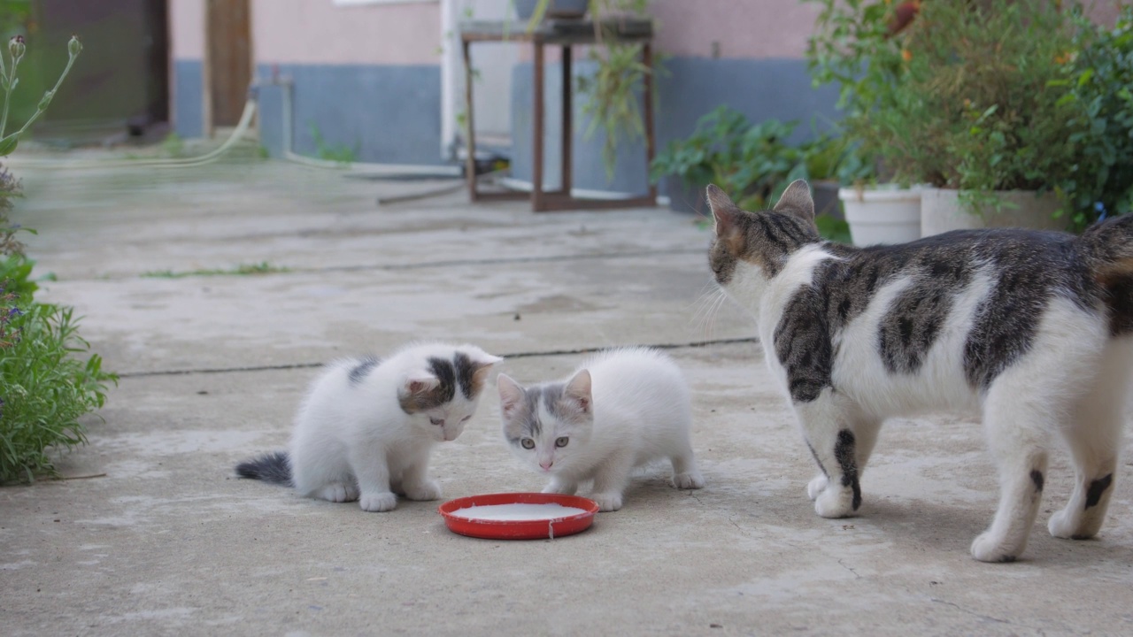 小猫和猫吃牛奶视频素材