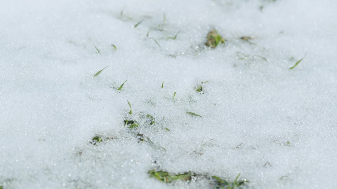 春雪覆盖在农业小麦作物田里，嫩绿的嫩芽。春天天气温暖。散景。时间流逝。视频素材