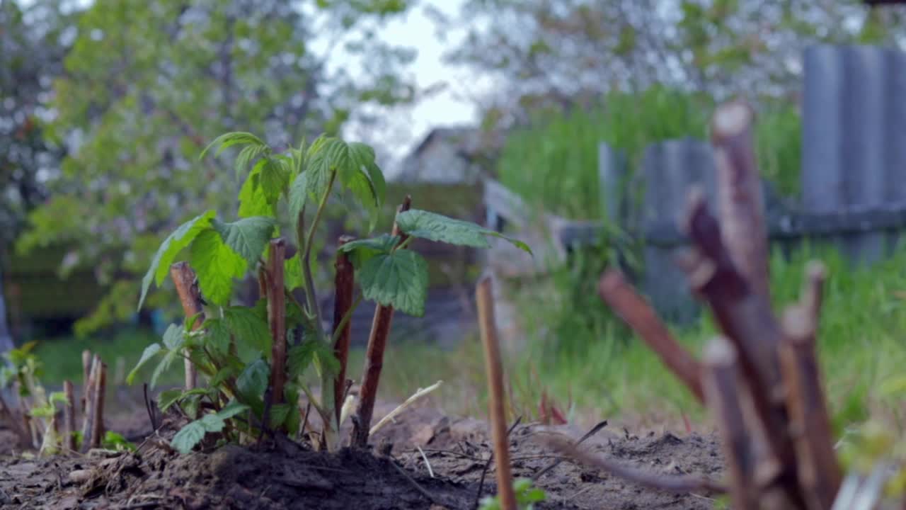 地下小的树莓灌木。园艺的概念。春天种植覆盆子幼苗。浆果丛在春天明亮的日光下发芽。在果园或花园里种树莓。视频素材