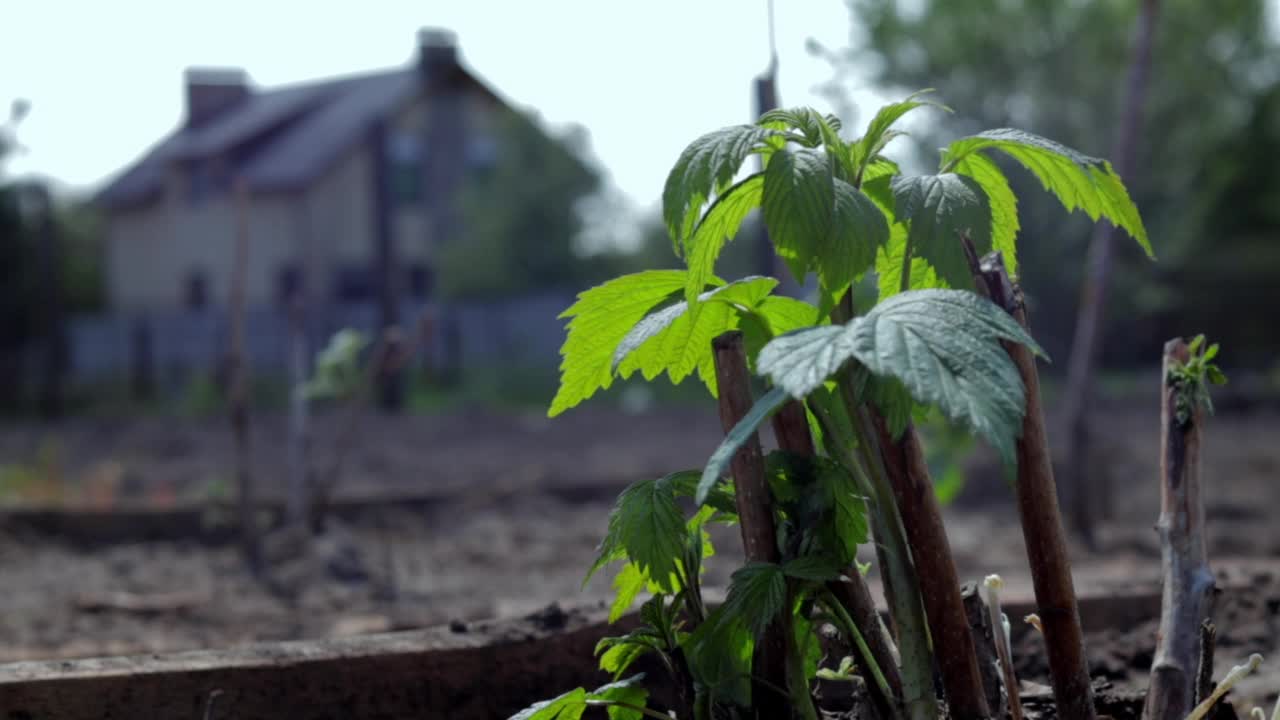 地下小的树莓灌木。园艺的概念。春天种植覆盆子幼苗。浆果丛在春天明亮的日光下发芽。在果园或花园里种树莓。视频素材