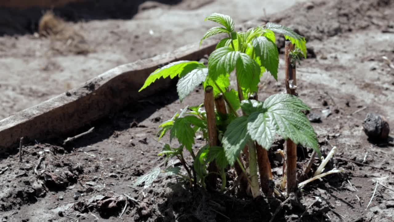 地下小的树莓灌木。园艺的概念。春天种植覆盆子幼苗。浆果丛在春天明亮的日光下发芽。在果园或花园里种树莓。视频素材