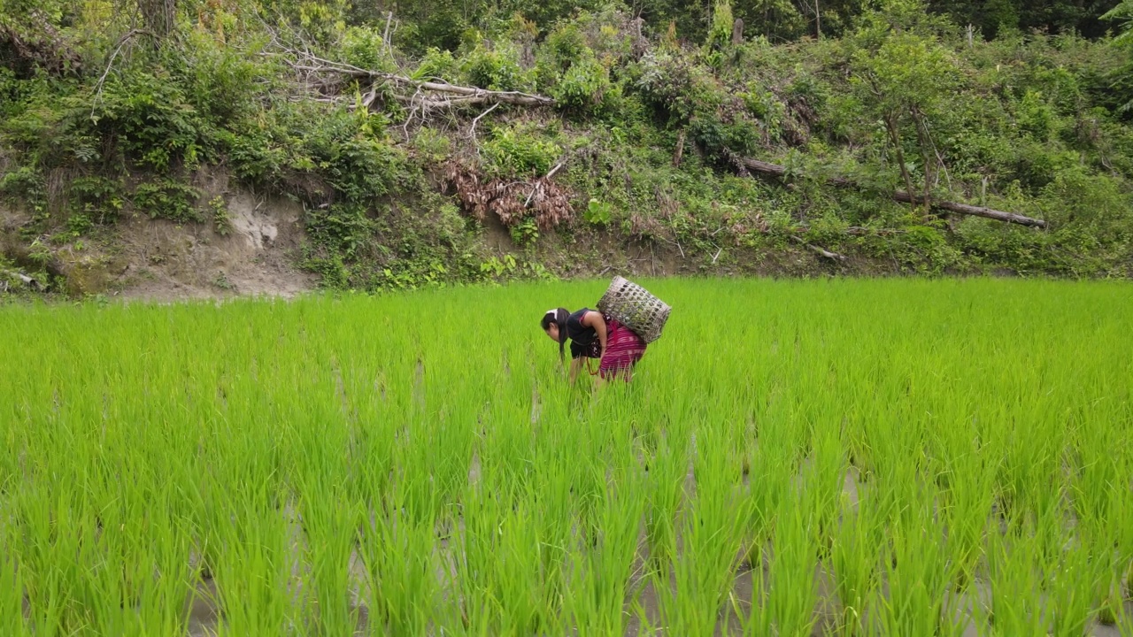 Hmong Hilltribe稻田农民有机清迈，泰国视频素材