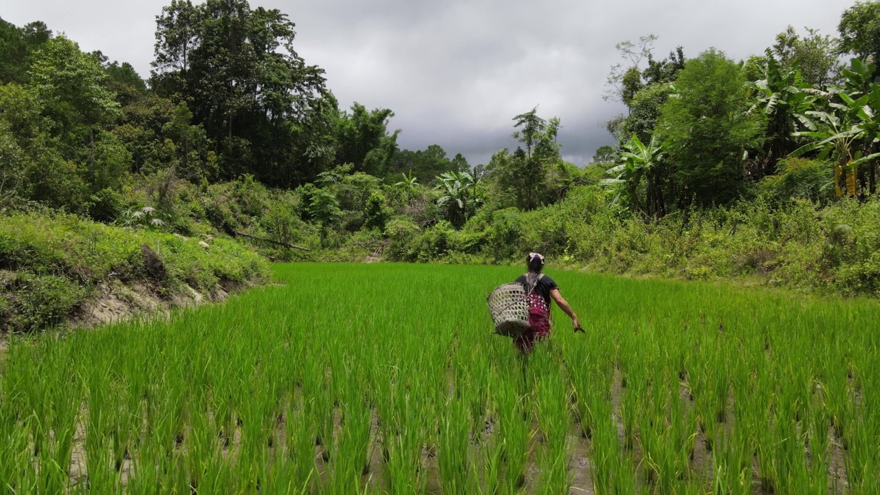 Hmong Hilltribe稻田农民有机清迈，泰国视频素材