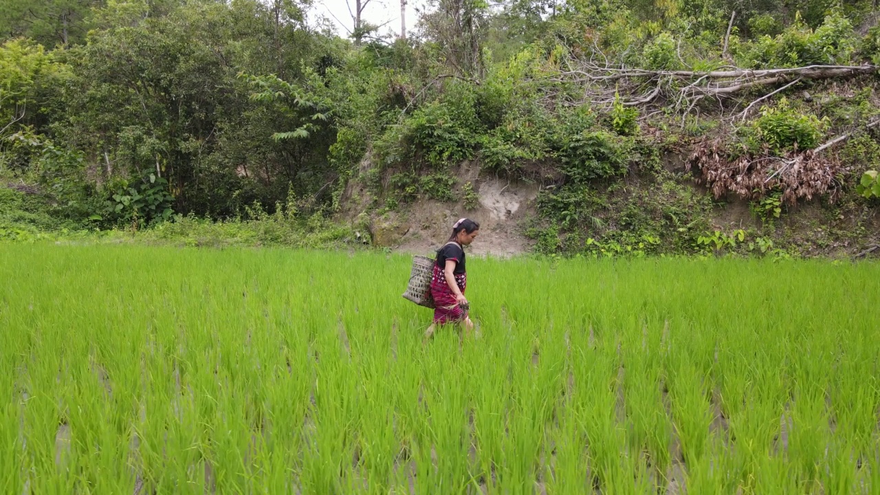 Hmong Hilltribe稻田农民有机清迈，泰国视频素材