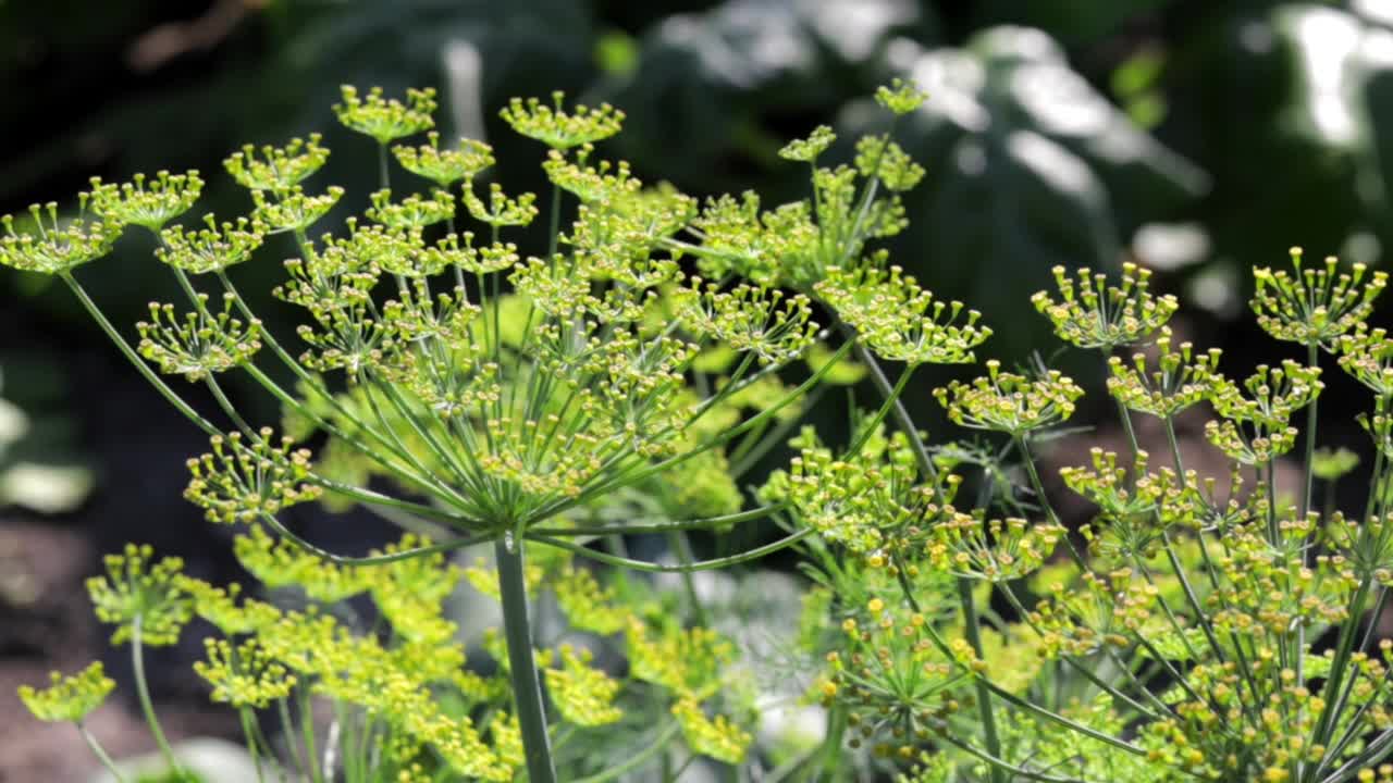 背景与莳萝形花序特写。园林植物。芬芳的莳萝在花园的床上。日益增长的莳萝。在花园里莳萝。伞状芳香欧亚植物。视频素材