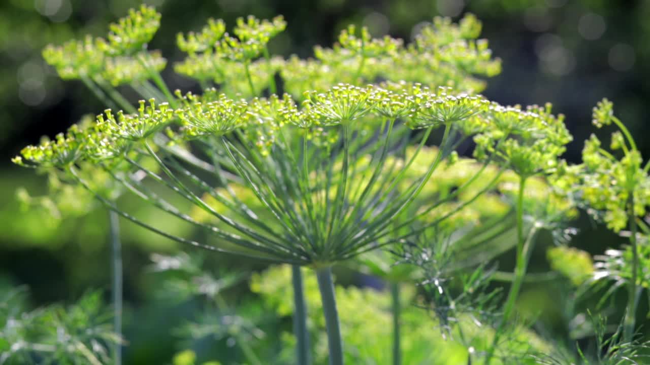 背景与莳萝形花序特写。园林植物。芬芳的莳萝在花园的床上。日益增长的莳萝。在花园里莳萝。伞状芳香欧亚植物。视频素材