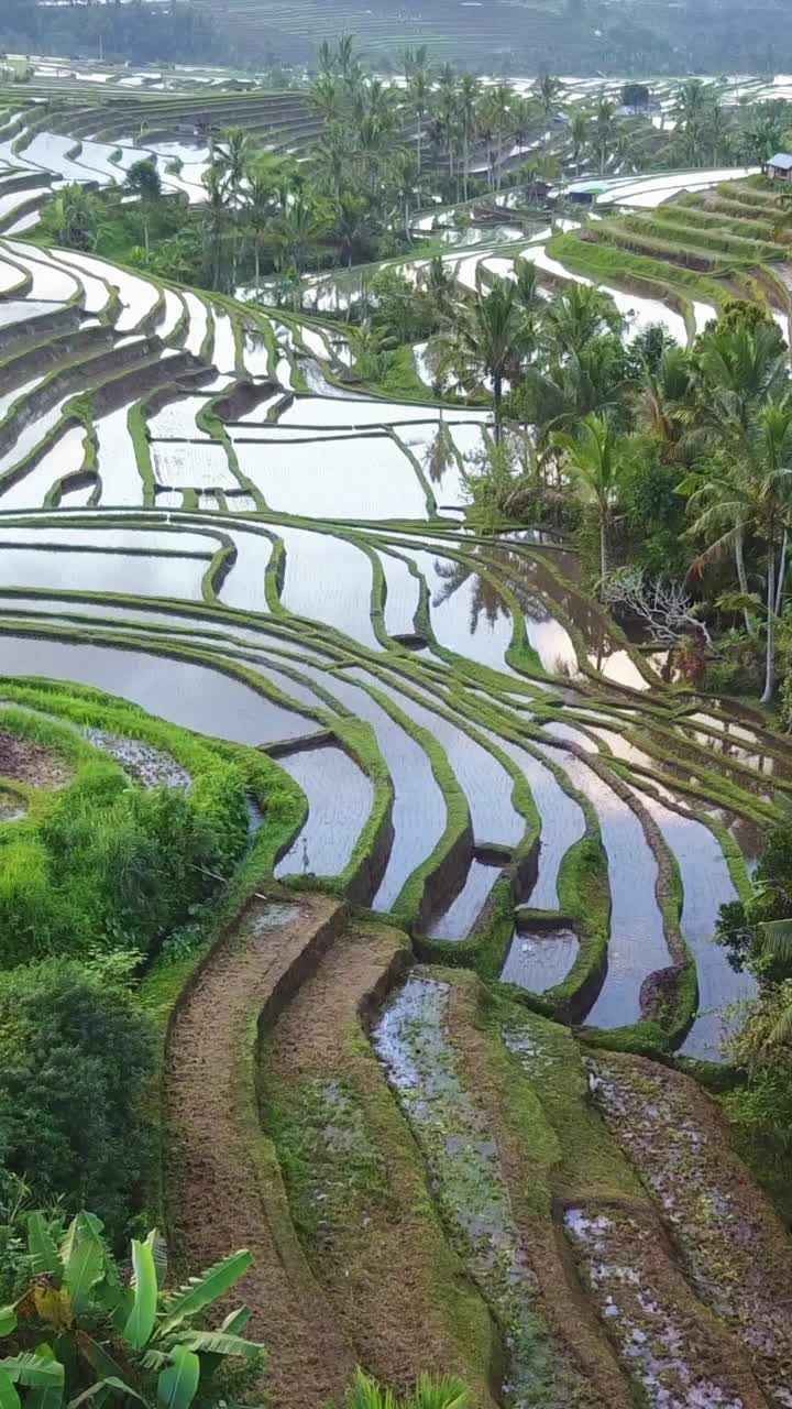 垂直空中视频在一个惊人的景观稻田Jatiluwih水稻梯田，巴厘岛，印度尼西亚。视频素材