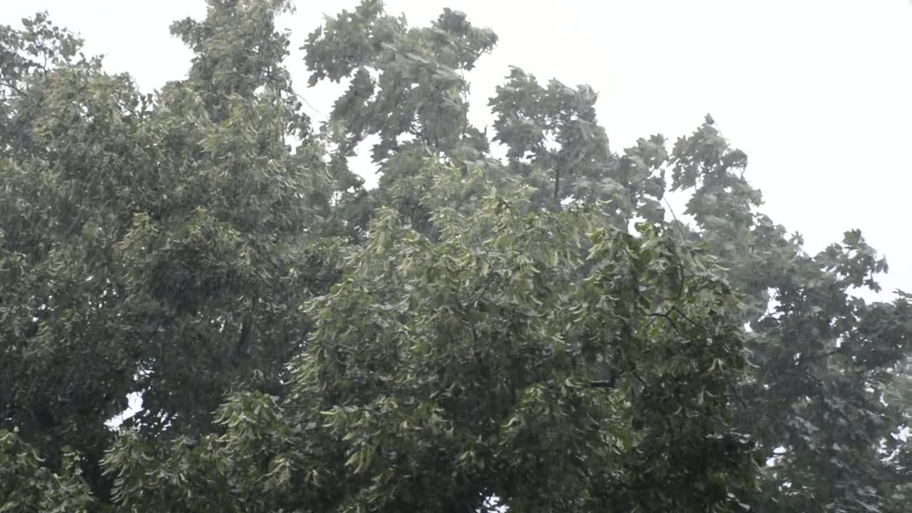 滂沱大雨落在落叶林的树木上。春季暴雨天气视频素材