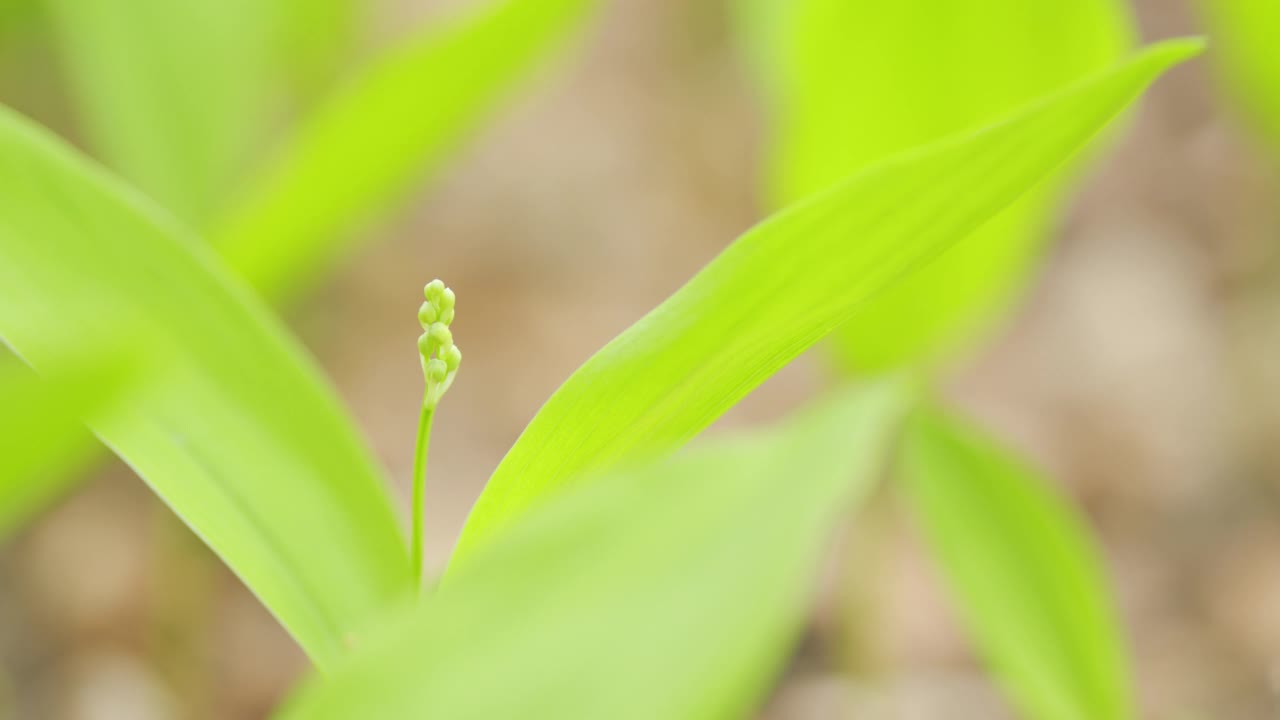 春天的绿色背景与自然的森林。早春的百合花之地。关闭了。视频素材