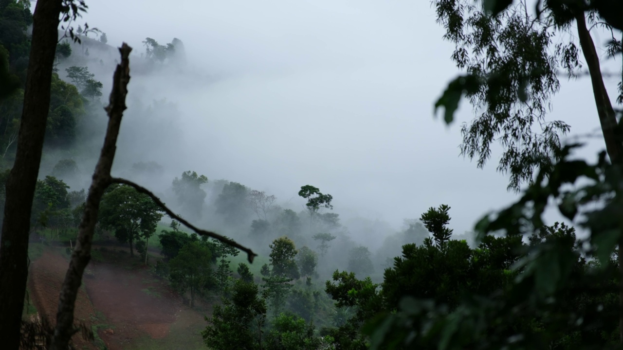 雾天的绿色雨林景观视频素材