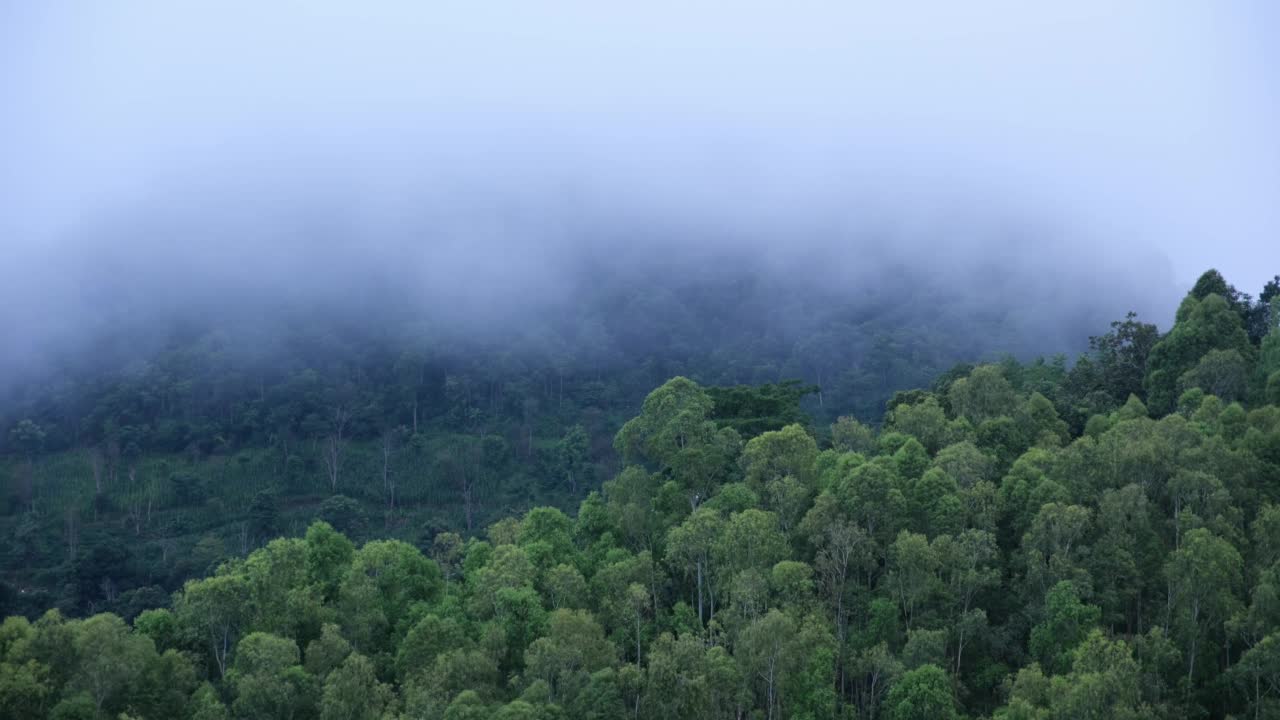 雾天的绿化、雨林和丘陵景观视频素材