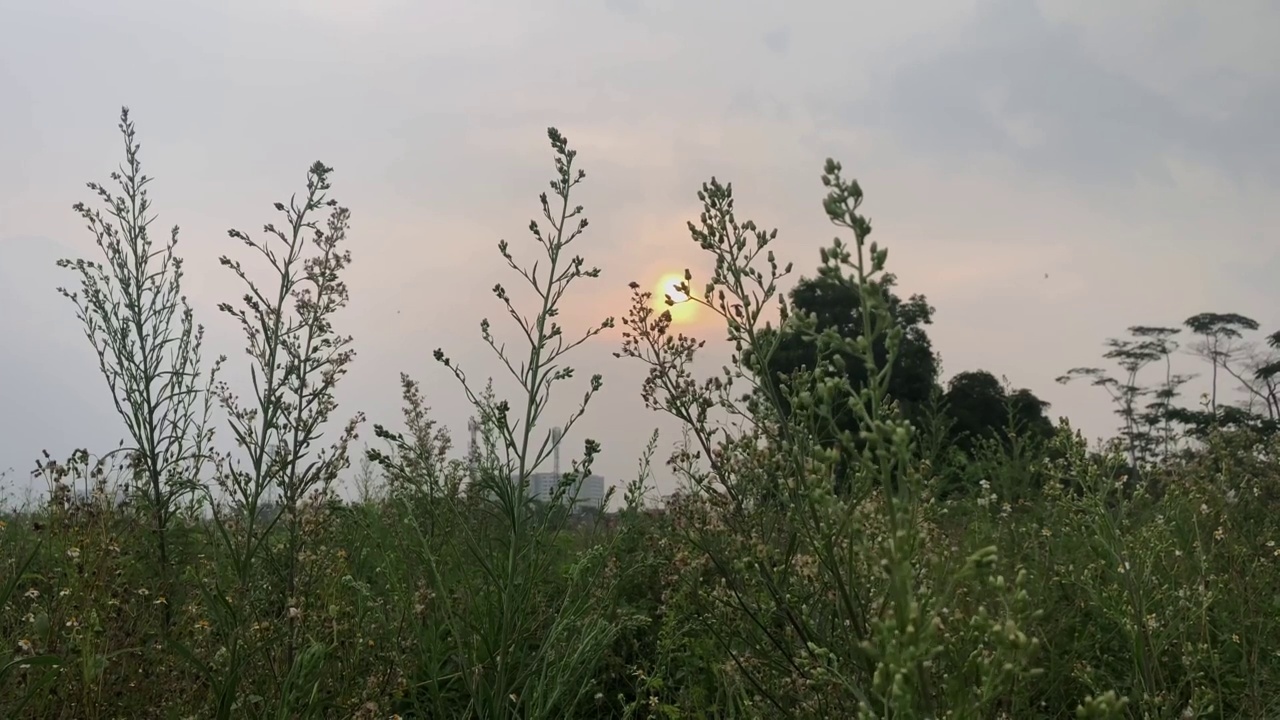 近距离的植物与太阳在晚上的背面视频下载