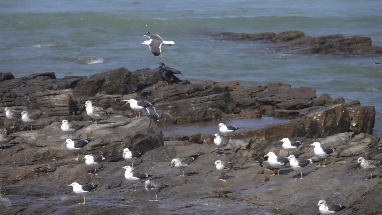 海鸥飞过海岸视频素材