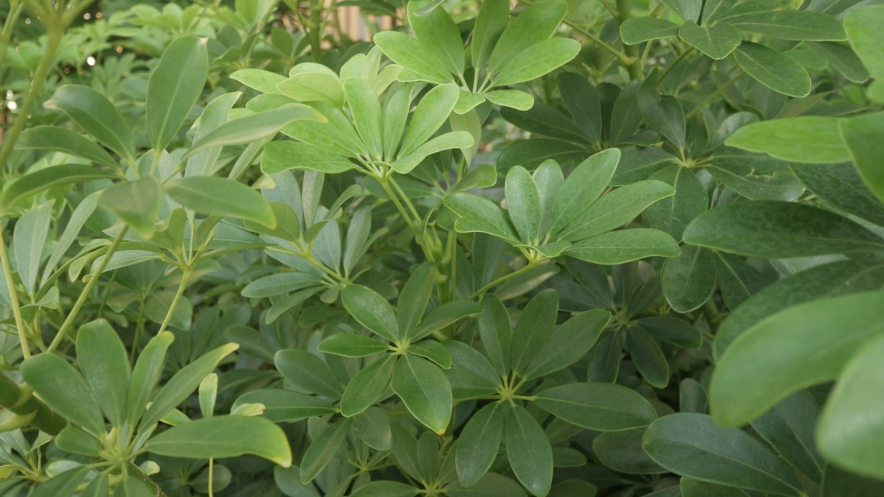 近距离观察纹理表面的热带植物树的叶子，热带天然树丛视频素材