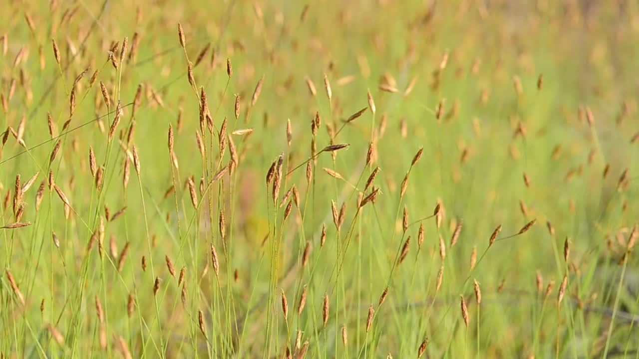 草视频下载