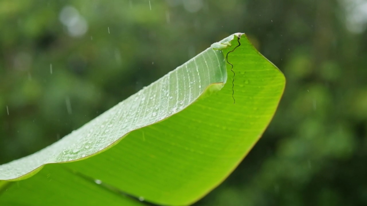 自然季节，雨水打在芭蕉叶上视频素材