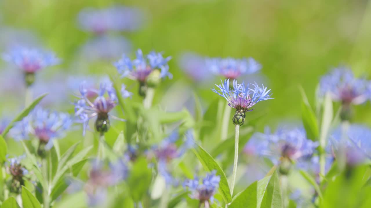 蓝色矢车菊花在绿色背景的微风中摇曳。缓慢的运动。视频素材