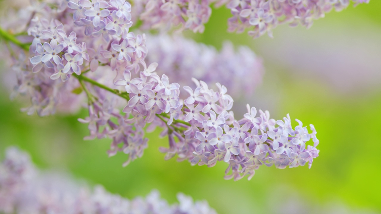 缓慢的运动。盛开的紫丁香花。浪漫的春天背景。紫丁香寻常的。视频素材