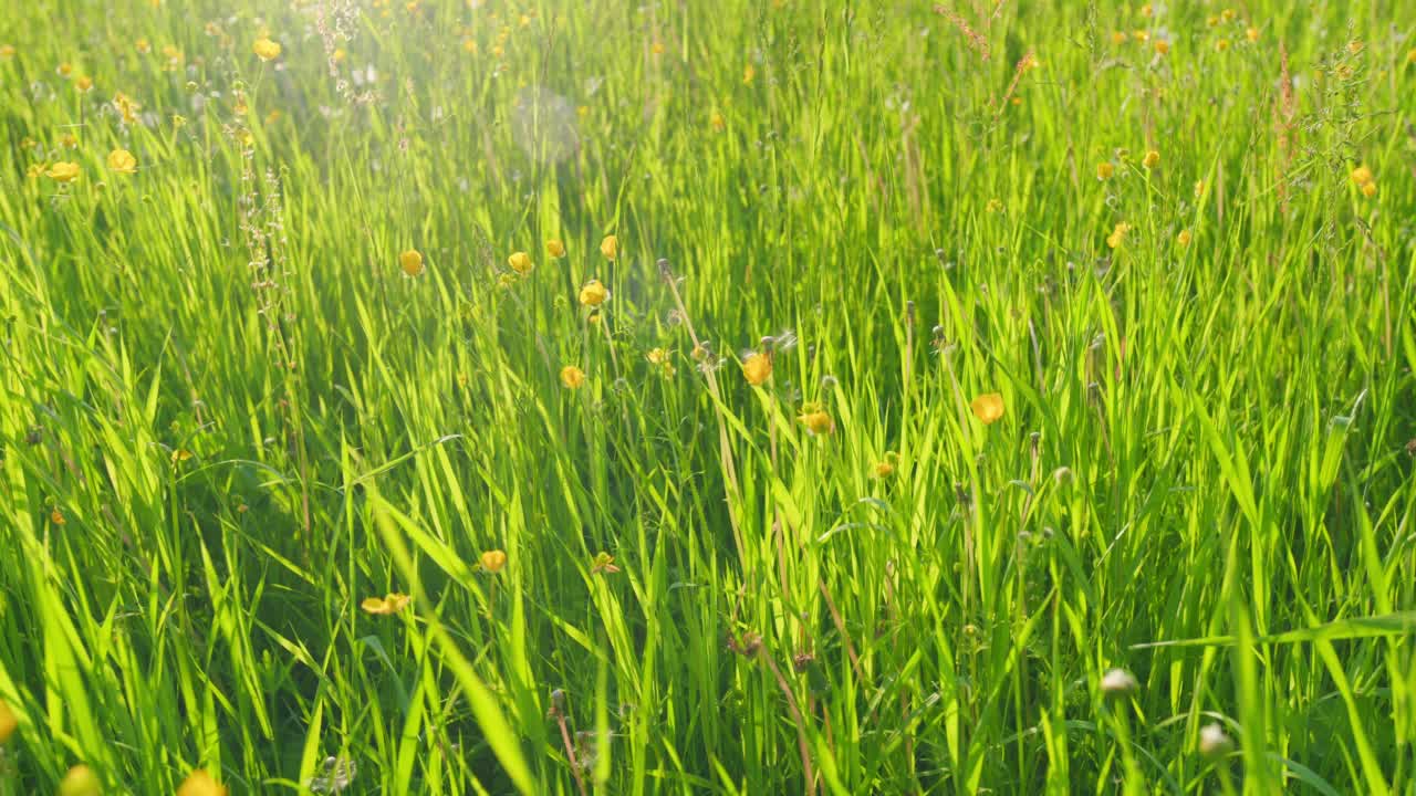 美丽的花朵。夏风异想天开地呵护着草穗，草甸里的毛茛。毛茛属植物flammula。静态的。视频素材