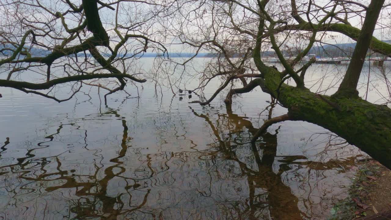 树干在湖水中的倒影。多莉在视频素材