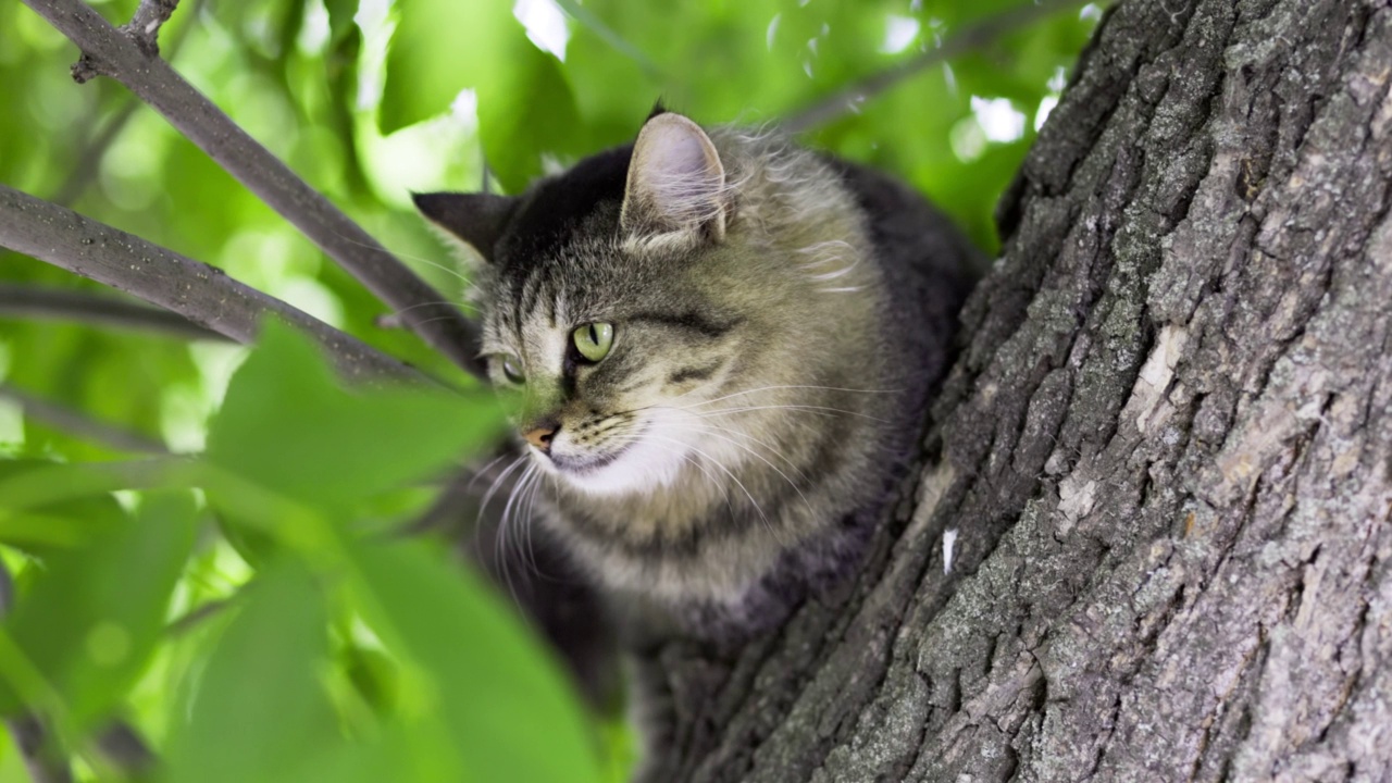 漂亮的灰猫坐在树枝上的特写镜头视频素材